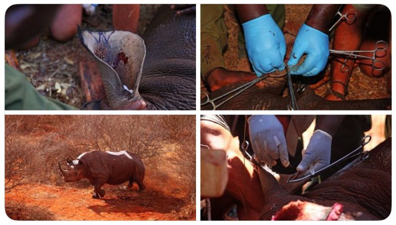 EXPLAINER: Why Rhinos are Ear-Notched — And Why It Matters for Their Survival