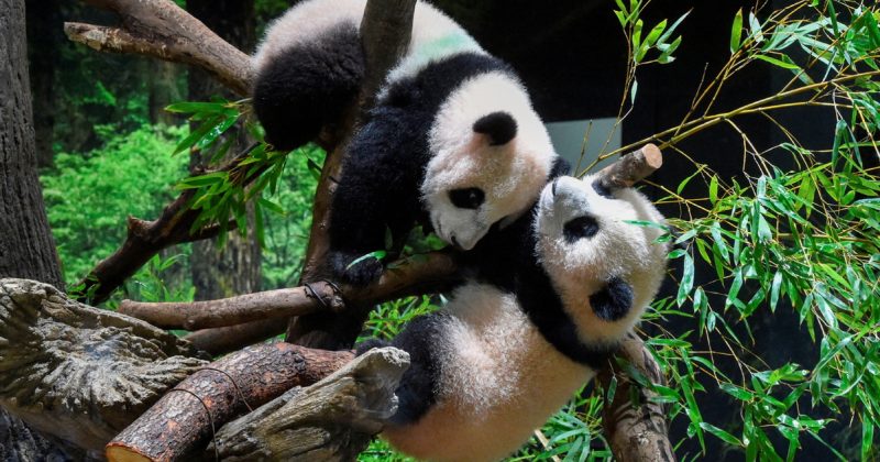 Japan bids emotional farewell to last giant pandas as Xiao Xiao and Lei Lei