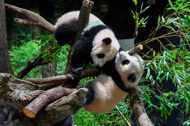 Japan bids emotional farewell to last giant pandas as Xiao Xiao and Lei Lei