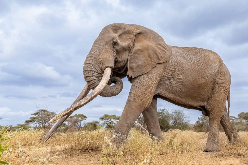 Craig the super tusker to live on: KWS begins taxidermy mount for public display