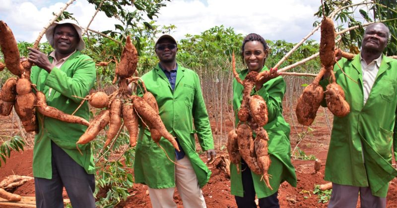 Kenya clears GM cassava after trials, awaits commercial release