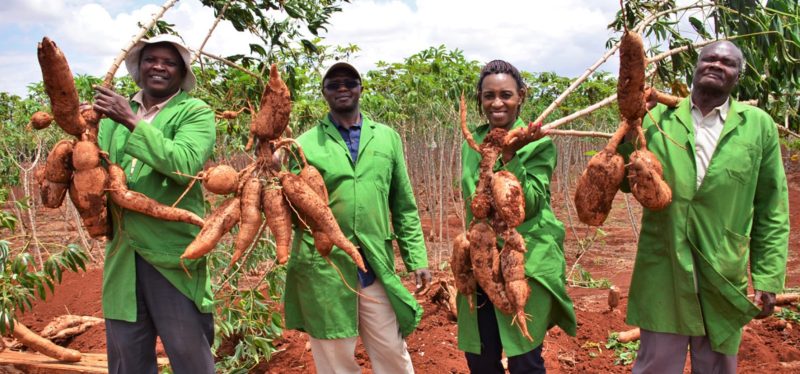 Kenya clears GM cassava after trials, awaits commercial release