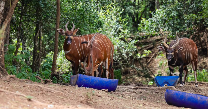 Kenya launches Project Centinela to protect critically endangered Mountain Bongo