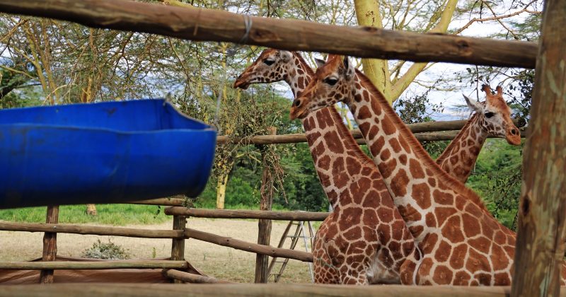 KWS translocates 3 endangered Rothschild Giraffes from Naivasha to Nairobi