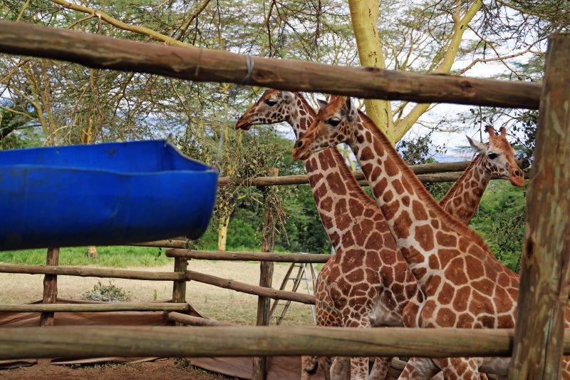KWS translocates 3 endangered Rothschild Giraffes from Naivasha to Nairobi