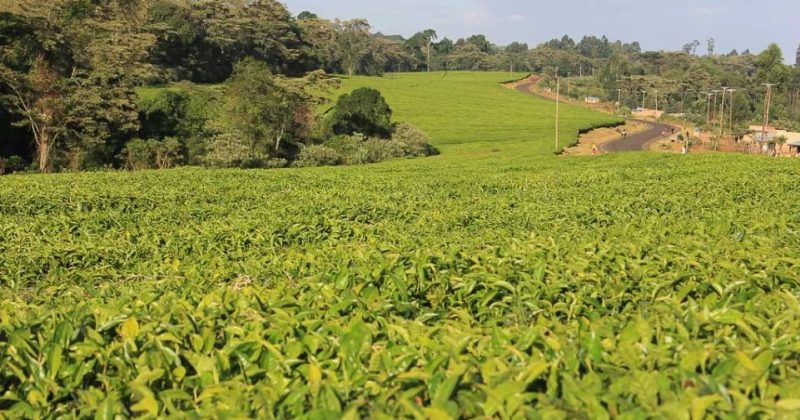 Government inject 3.5 billion shillings to revamp tea sector