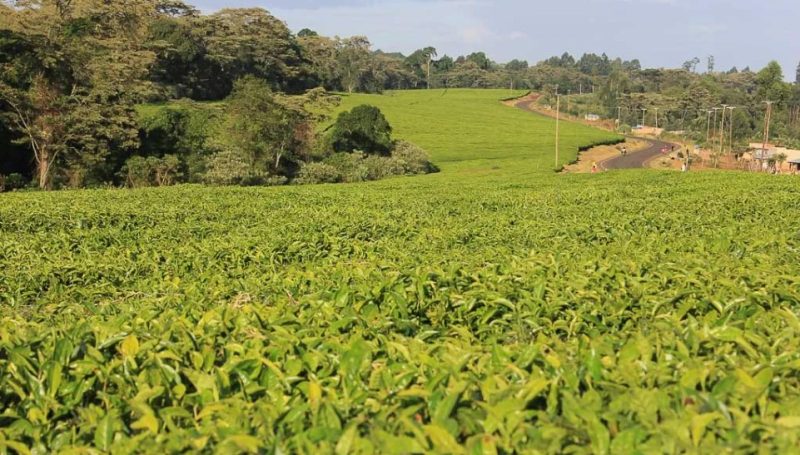 Government inject 3.5 billion shillings to revamp tea sector