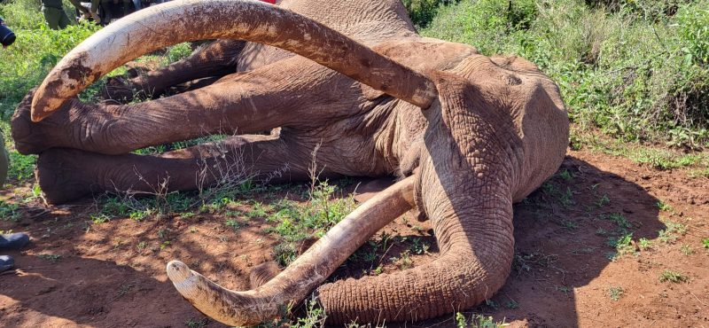 Iconic Amboseli super tusker Craig, with tusks weighing over 90kgs, dies aged 54