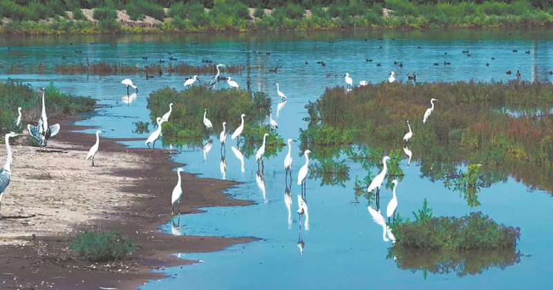 China ranks first in Asia for Wetland Area as conservation efforts intensify