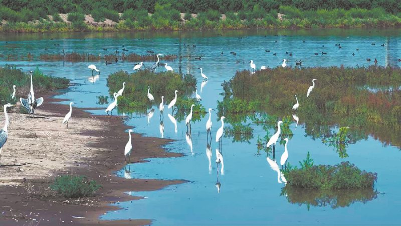 China ranks first in Asia for Wetland Area as conservation efforts intensify