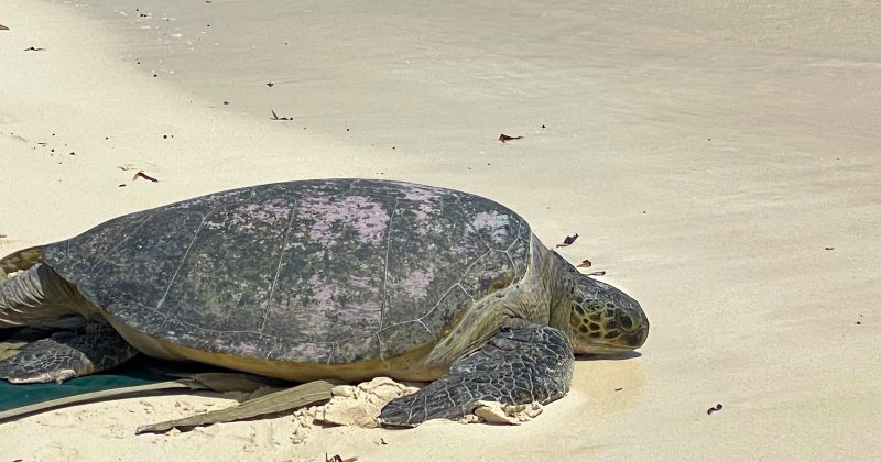 Community-led rescues are saving Kenya’s sea life
