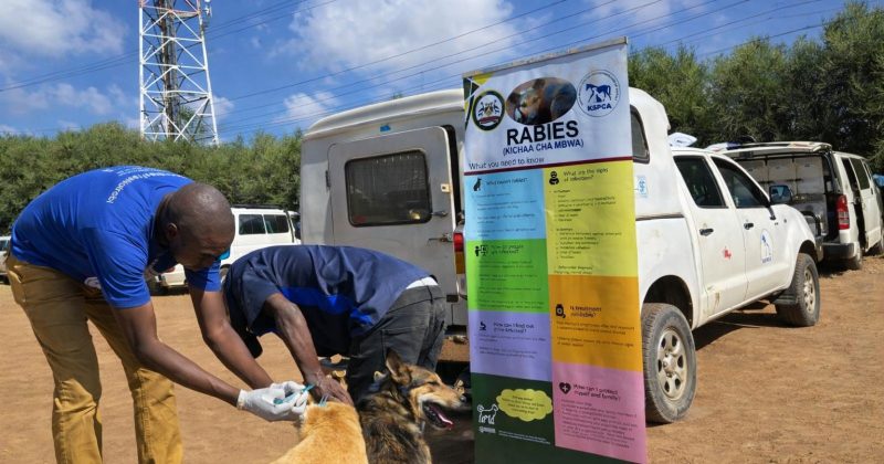 Sakaja’s City Hall Rabies Campaign Gains Momentum with 2,418 Donkey, Dogs and Cats Vaccinated as 10,000 Target Nears