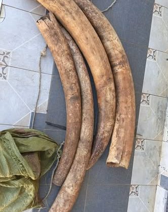 Suspected trafficker nabbed with 4 elephant tusks weighing 39 kilogrammes