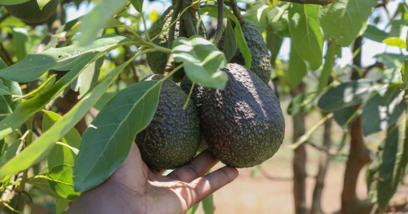 OPINION: Why China’s zero-tariff policy could transform Kenya’s export economy
