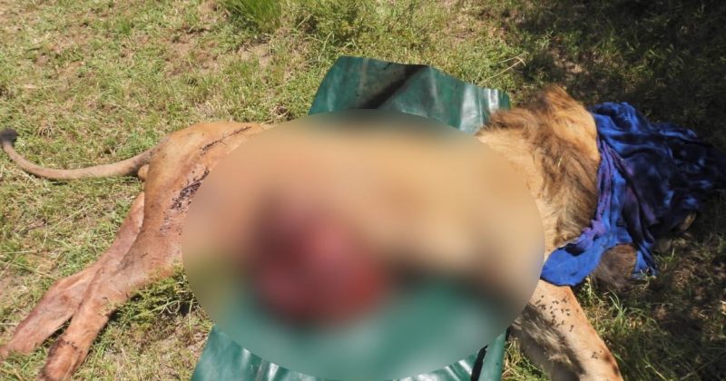 11-year-old lion Kiminati dies after violent encounter with Hippo in Maasai Mara