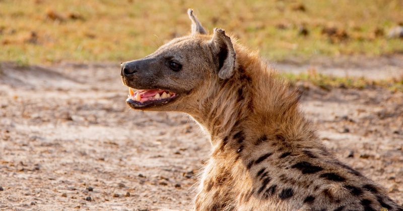 KWS warns against bush meat after Hyena slaughter in Thika