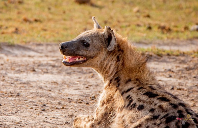 KWS warns against bush meat after Hyena slaughter in Thika