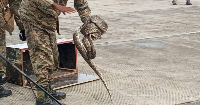 Python declared as ‘spare parts’ cargo from Tanzania seized at Namanga