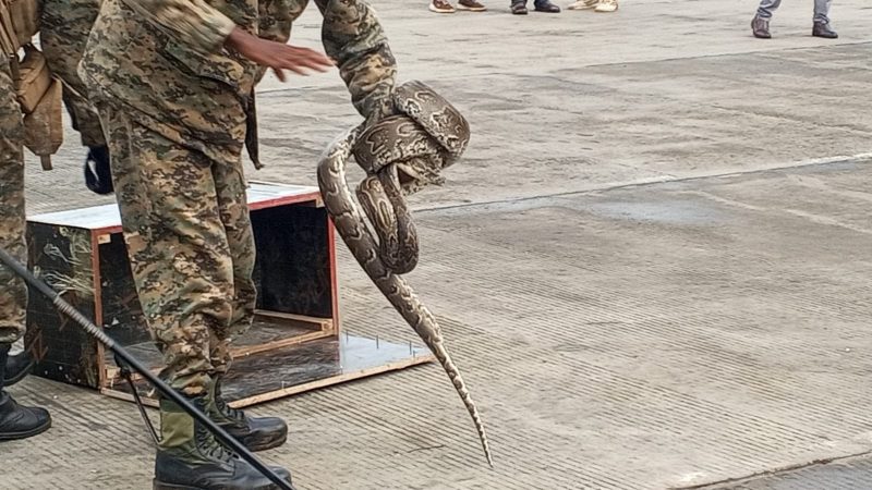 Python declared as ‘spare parts’ cargo from Tanzania seized at Namanga