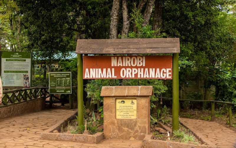 Kenya relocates Nairobi Animal Orphanage to boost wildlife care – China Daily