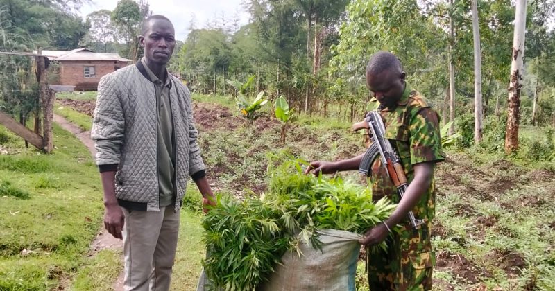 NACADA Uproots Bhang Plantation in Trans Nzoia, Arrests Suspect in Anti-Drug Operation